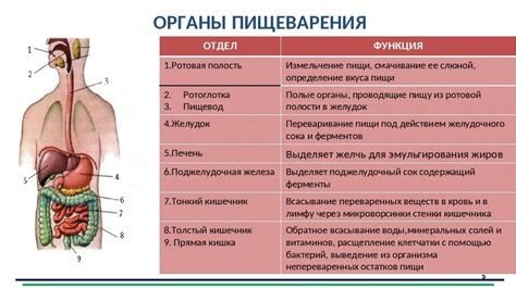 Связь нарушений работы прямой кишки и нарушений процесса пищеварения