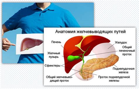 Связь печени с желчным пузырем