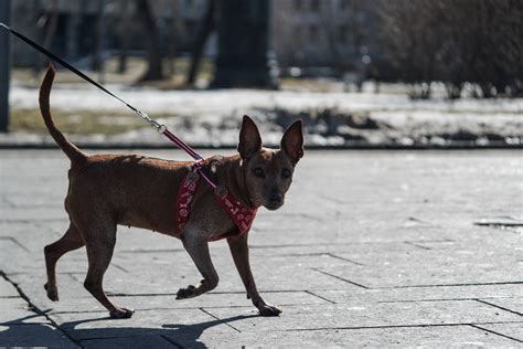 Секреты успешной социализации маленького питомца и его основного обучения