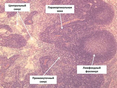 Селезенка: ручка иммунной защиты