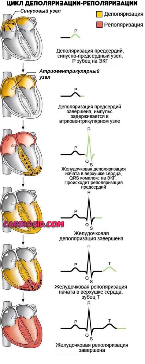 Симптомы и диагностика неспецифических нарушений реполяризации на ЭКГ