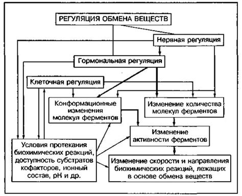 Скорость обмена веществ и роль в наборе веса