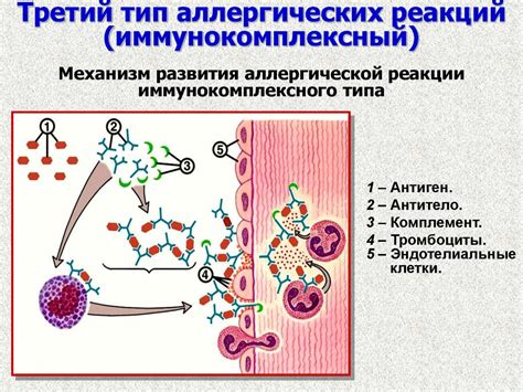 Снижение риска развития плесени и аллергических реакций