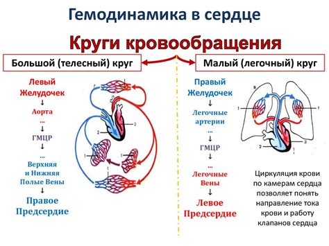 Сниженная гемодинамика в мозге: причины и пути решения