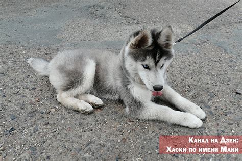 Сны о гуртящейся банда собак: предзнаменование преданности и надежной защиты