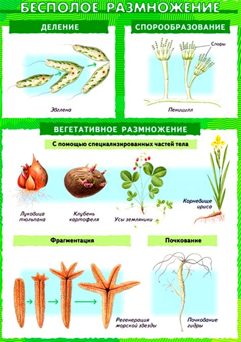 Создание оптимальных условий для процесса разведения и размножения растений