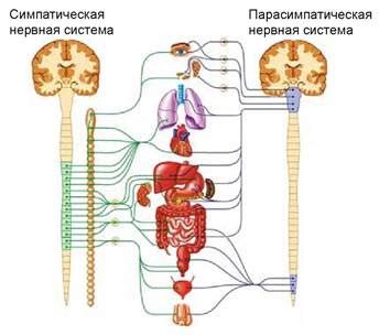 Соматическая нервная система: влияние стресса и опасности