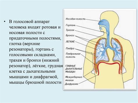 Спецификации талантливой голосовой актрисы, придающей голос Алисе уникальность