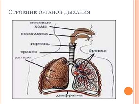 Способы обнаружения наличия секреции в органах дыхания у малыша