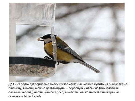 Способы помочь птицам избежать столкновения с окном