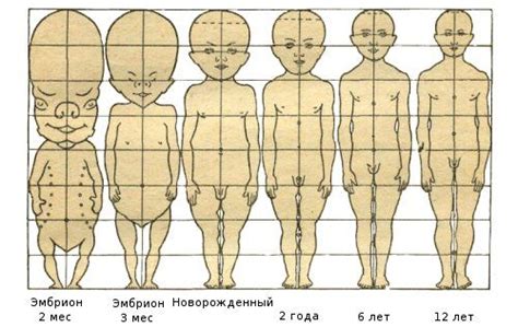 Стань создателем тела и головы пернатого малыша