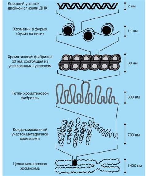 Структура генетического материала и его важная роль в организме