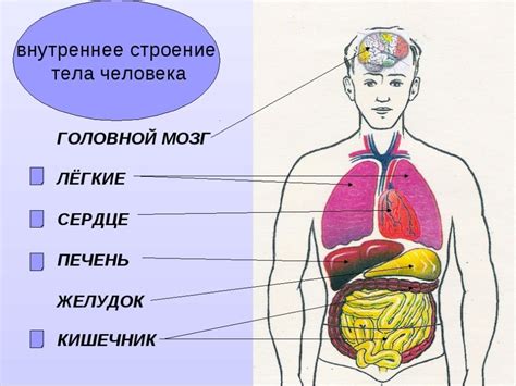 Структура и функции внутренних органов на уровне грудной полости