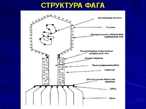 Структура и функции фага, обусловленные его специфическими характеристиками