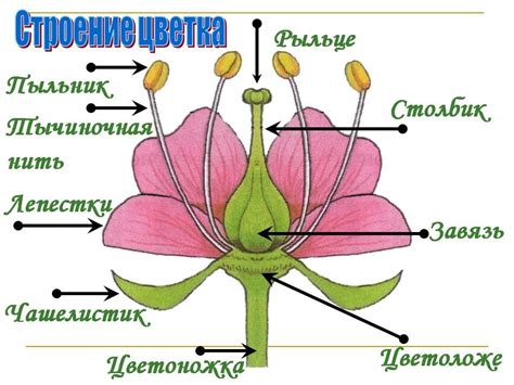 Структуры, объединяющие цветки растений