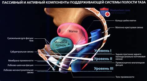 Тазовое дно у женщин