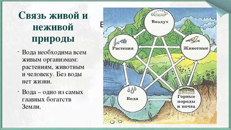 Тайная связь между именем Оукен и природой