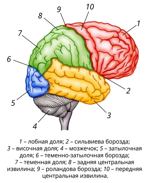 Тактильные методы для стимуляции гармонии полушарий мозга