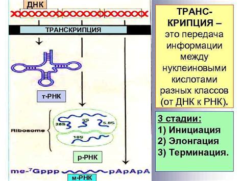 Транскрипция: передача генетической информации