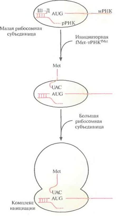 Трансляция: от мРНК к аминокислотам