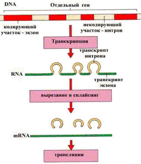 Трансляция генетической информации: процесс синтеза белка