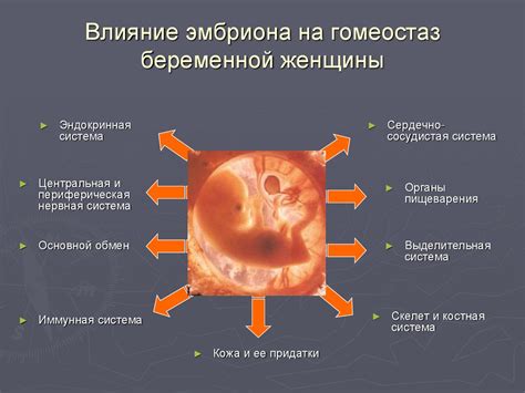 Трубы Мюллера: потаенные проходы в организме женщины