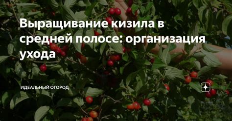 Уборка и хранение урожая кизила в условиях средней полосы
