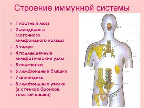 Укрепление иммунной системы и предотвращение простуды