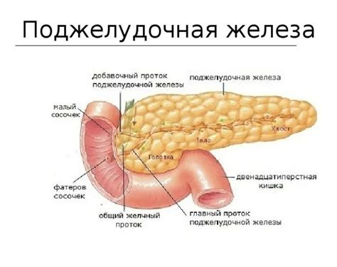 Улучшение работы желудочно-кишечного тракта