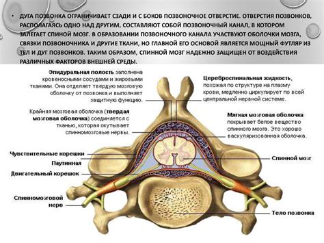 Уникальные особенности спинного столба у представительниц прекрасного пола