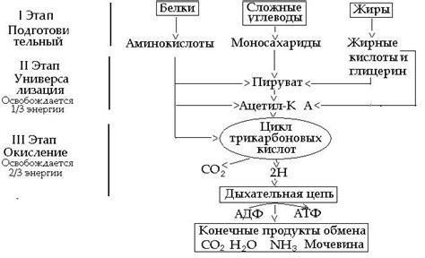 Ускорение обмена веществ и расщепление жира