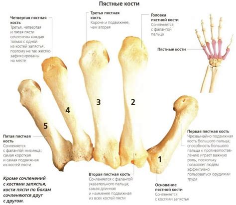 Устройство и принцип функционирования пястной кости