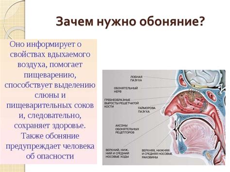 Утрата обоняния и питание