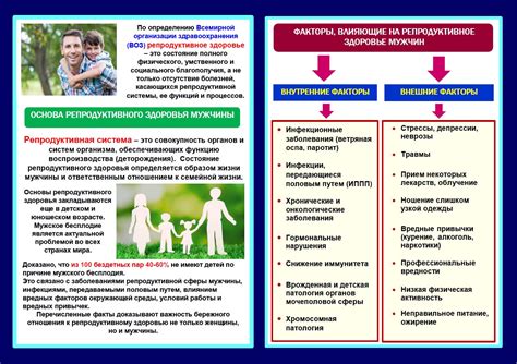 Факторы, влияющие на соответствие возраста кошек и людей