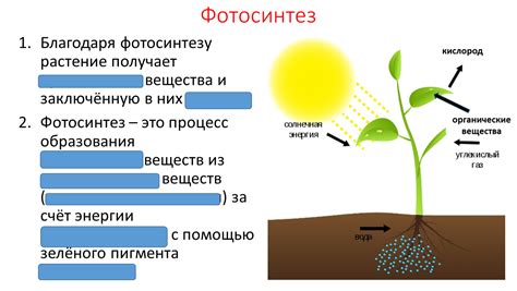 Факторы, воздействующие на питание растений: роль света, воды и почвы