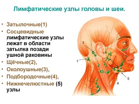 Факторы, приводящие к воспалению лимфатических узлов в области горла