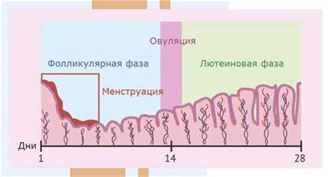 Факторы, способствующие повышению концентрации гормона фолликулостимулирующего (ФСГ) у женщин