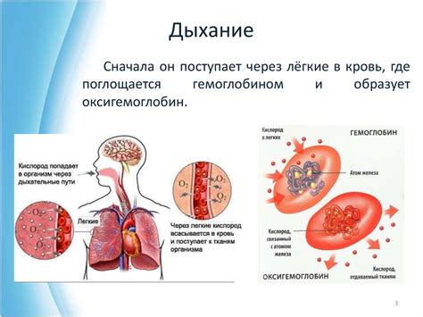 Факторы, способствующие повышению уровня кислорода в организме