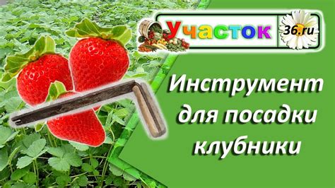 Факторы и сезонные ограничения, важные для определения момента посадки клубники