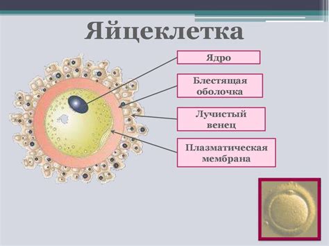 Феномен освобождения зрелой яйцеклетки