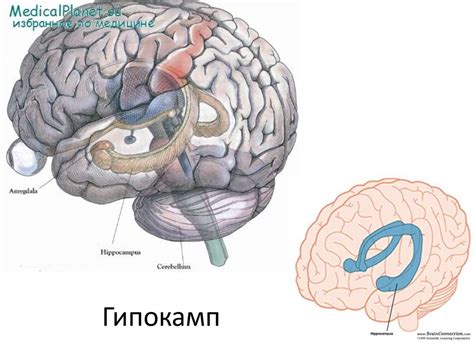 Физиологические механизмы чувства жары