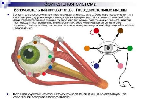 Физиология глаза и его возможности