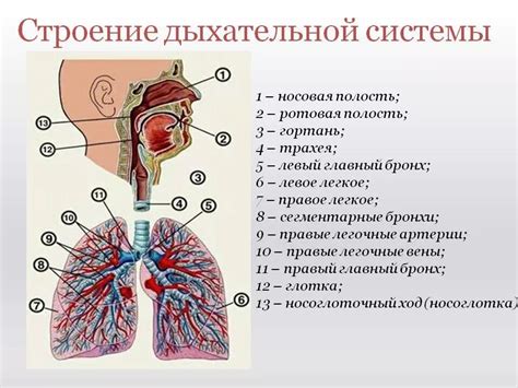 Физические основы выявления потенциальной емкости дыхательной системы