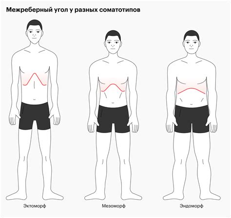 Физические признаки мезоморфа: анализ телосложения