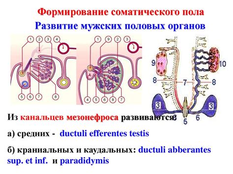 Формирование женской половой клетки в органе репродуктивной системы