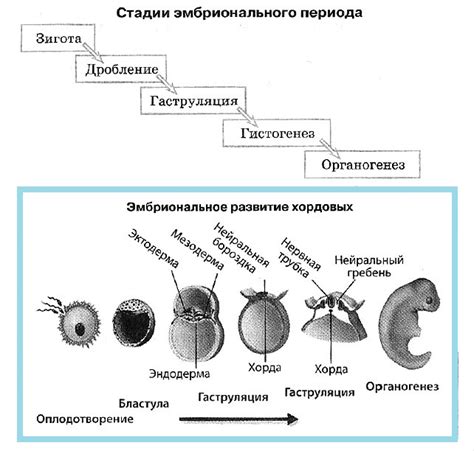 Формирование и развитие органов и систем организма в процессе внутриутробного развития