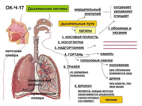 Формирование легких и подготовка к дыхательной системе