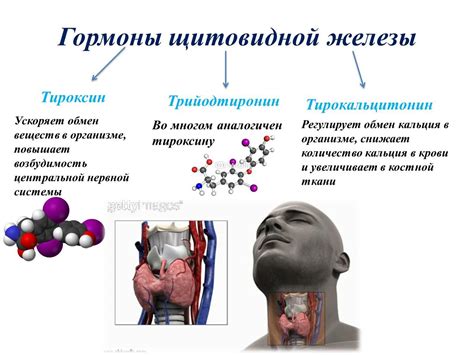 Функции щитовидной железы и ее воздействие на организм