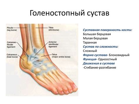 Функциональные особенности сустава лодыжки