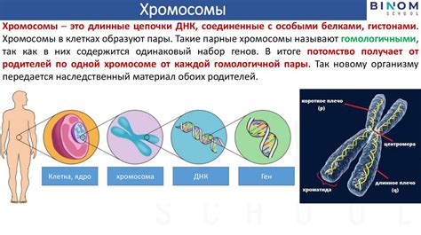 Хромосомы у разных организмов: сходства и различия